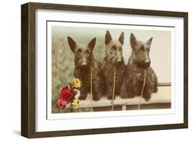 Three Scottie Dogs on Leashes-null-Framed Art Print