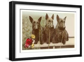 Three Scottie Dogs on Leashes-null-Framed Art Print