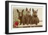 Three Scottie Dogs on Leashes-null-Framed Art Print