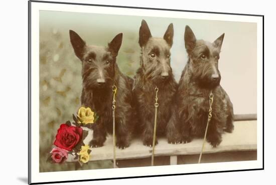 Three Scottie Dogs on Leashes-null-Mounted Art Print