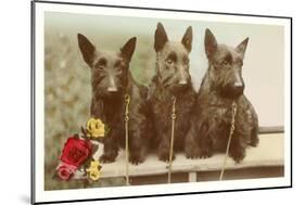 Three Scottie Dogs on Leashes-null-Mounted Art Print