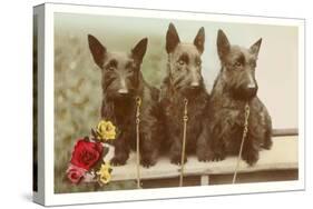Three Scottie Dogs on Leashes-null-Stretched Canvas
