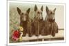 Three Scottie Dogs on Leashes-null-Mounted Art Print