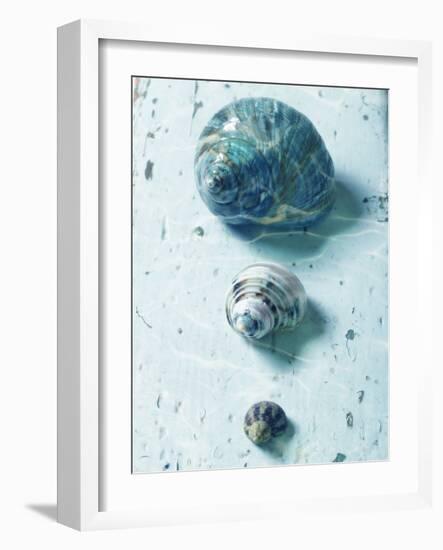 Three Seashells-null-Framed Photographic Print