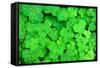 Three Shamrock Leaves in a Clover Patch-kenny001-Framed Stretched Canvas