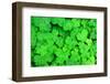 Three Shamrock Leaves in a Clover Patch-kenny001-Framed Photographic Print