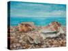 Three Shells-Cristiana Angelini-Stretched Canvas