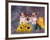 Three Shetland Sheepdog Puppies in a Gardening Can-Zandria Muench Beraldo-Framed Photographic Print