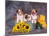 Three Shetland Sheepdog Puppies in a Gardening Can-Zandria Muench Beraldo-Mounted Photographic Print