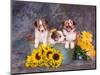 Three Shetland Sheepdog Puppies in a Gardening Can-Zandria Muench Beraldo-Mounted Photographic Print