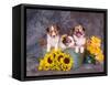 Three Shetland Sheepdog Puppies in a Gardening Can-Zandria Muench Beraldo-Framed Stretched Canvas