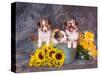 Three Shetland Sheepdog Puppies in a Gardening Can-Zandria Muench Beraldo-Stretched Canvas