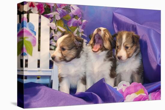 Three Shetland Sheepdog Puppies Sitting in Purple-Zandria Muench Beraldo-Stretched Canvas