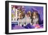 Three Shetland Sheepdog Puppies Sitting in Purple-Zandria Muench Beraldo-Framed Photographic Print