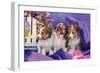 Three Shetland Sheepdog Puppies Sitting in Purple-Zandria Muench Beraldo-Framed Photographic Print