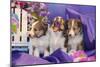 Three Shetland Sheepdog Puppies Sitting in Purple-Zandria Muench Beraldo-Mounted Photographic Print