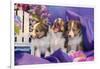 Three Shetland Sheepdog Puppies Sitting in Purple-Zandria Muench Beraldo-Framed Photographic Print