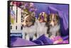 Three Shetland Sheepdog Puppies Sitting in Purple-Zandria Muench Beraldo-Framed Stretched Canvas