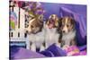 Three Shetland Sheepdog Puppies Sitting in Purple-Zandria Muench Beraldo-Stretched Canvas