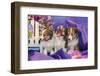 Three Shetland Sheepdog Puppies Sitting in Purple-Zandria Muench Beraldo-Framed Photographic Print