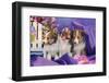 Three Shetland Sheepdog Puppies Sitting in Purple-Zandria Muench Beraldo-Framed Photographic Print