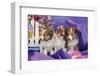 Three Shetland Sheepdog Puppies Sitting in Purple-Zandria Muench Beraldo-Framed Photographic Print