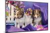 Three Shetland Sheepdog Puppies Sitting in Purple-Zandria Muench Beraldo-Mounted Photographic Print