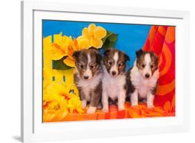 Three Shetland Sheepdog Puppies Sitting on a Beach Towel-Zandria Muench Beraldo-Framed Photographic Print