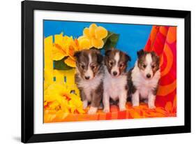 Three Shetland Sheepdog Puppies Sitting on a Beach Towel-Zandria Muench Beraldo-Framed Photographic Print