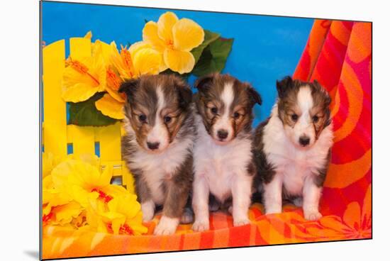 Three Shetland Sheepdog Puppies Sitting on a Beach Towel-Zandria Muench Beraldo-Mounted Photographic Print