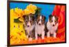 Three Shetland Sheepdog Puppies Sitting on a Beach Towel-Zandria Muench Beraldo-Framed Photographic Print