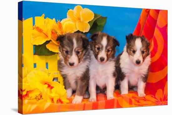 Three Shetland Sheepdog Puppies Sitting on a Beach Towel-Zandria Muench Beraldo-Stretched Canvas