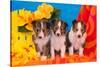 Three Shetland Sheepdog Puppies Sitting on a Beach Towel-Zandria Muench Beraldo-Stretched Canvas