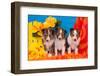 Three Shetland Sheepdog Puppies Sitting on a Beach Towel-Zandria Muench Beraldo-Framed Photographic Print