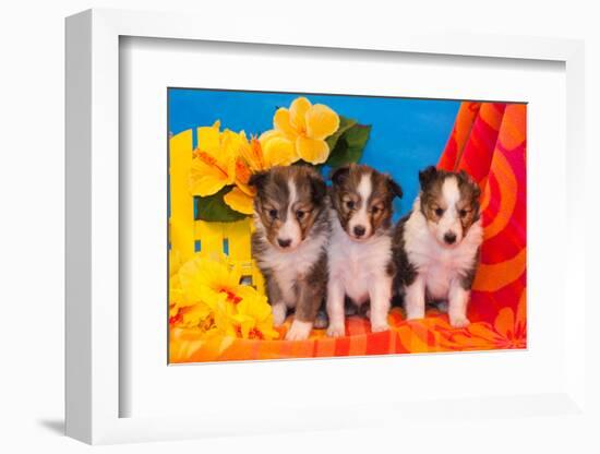 Three Shetland Sheepdog Puppies Sitting on a Beach Towel-Zandria Muench Beraldo-Framed Photographic Print