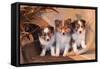 Three Shetland Sheepdog Puppies Sitting on a Buckboard-Zandria Muench Beraldo-Framed Stretched Canvas