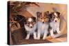 Three Shetland Sheepdog Puppies Sitting on a Buckboard-Zandria Muench Beraldo-Stretched Canvas