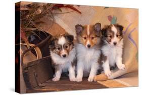 Three Shetland Sheepdog Puppies Sitting on a Buckboard-Zandria Muench Beraldo-Stretched Canvas