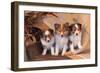 Three Shetland Sheepdog Puppies Sitting on a Buckboard-Zandria Muench Beraldo-Framed Photographic Print