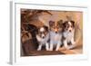 Three Shetland Sheepdog Puppies Sitting on a Buckboard-Zandria Muench Beraldo-Framed Photographic Print