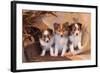 Three Shetland Sheepdog Puppies Sitting on a Buckboard-Zandria Muench Beraldo-Framed Photographic Print