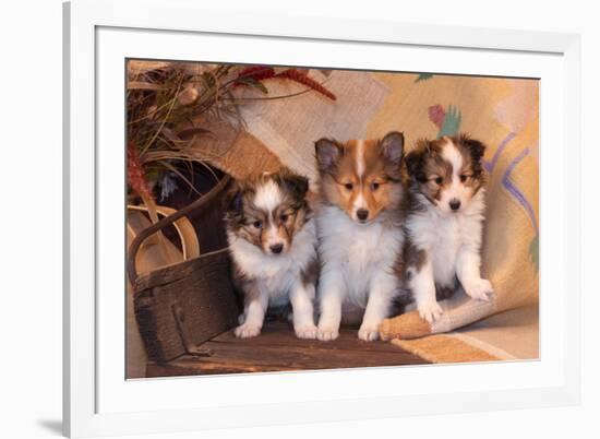 Three Shetland Sheepdog Puppies Sitting on a Buckboard-Zandria Muench Beraldo-Framed Photographic Print