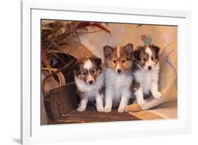 Three Shetland Sheepdog Puppies Sitting on a Buckboard-Zandria Muench Beraldo-Framed Photographic Print