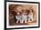 Three Shetland Sheepdog Puppies Sitting on a Buckboard-Zandria Muench Beraldo-Framed Photographic Print