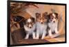 Three Shetland Sheepdog Puppies Sitting on a Buckboard-Zandria Muench Beraldo-Framed Photographic Print