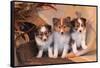 Three Shetland Sheepdog Puppies Sitting on a Buckboard-Zandria Muench Beraldo-Framed Stretched Canvas