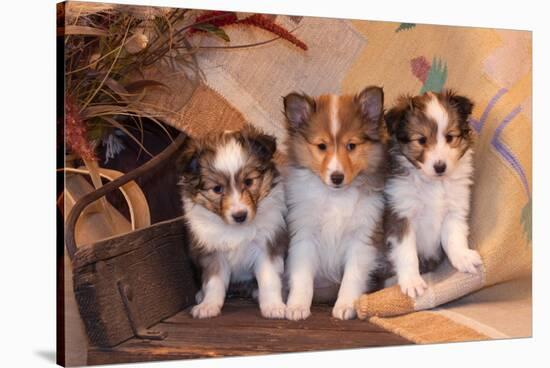 Three Shetland Sheepdog Puppies Sitting on a Buckboard-Zandria Muench Beraldo-Stretched Canvas