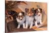 Three Shetland Sheepdog Puppies Sitting on a Buckboard-Zandria Muench Beraldo-Stretched Canvas