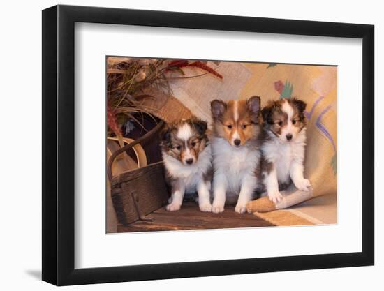 Three Shetland Sheepdog Puppies Sitting on a Buckboard-Zandria Muench Beraldo-Framed Premium Photographic Print