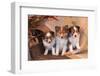 Three Shetland Sheepdog Puppies Sitting on a Buckboard-Zandria Muench Beraldo-Framed Premium Photographic Print